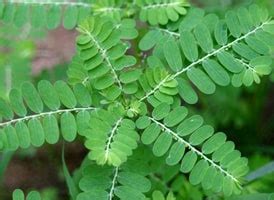 What is Chanca Piedra, Phyllanthus niruri, Bhumiamla, .